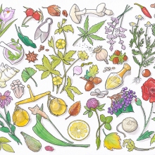 herbalismflatlaycoloreditkl